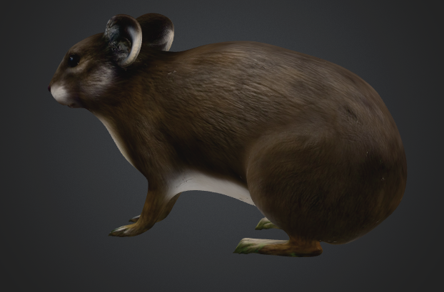 Prolagus